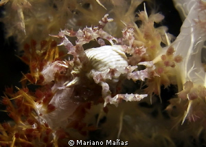 soft coral with crab by Mariano Mañas 